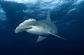   Great hammerhead...under dive boat.. one will never forget ... D70 10.5mm .. hammerheadunder hammerhead under boat 105mm 10 5mm  